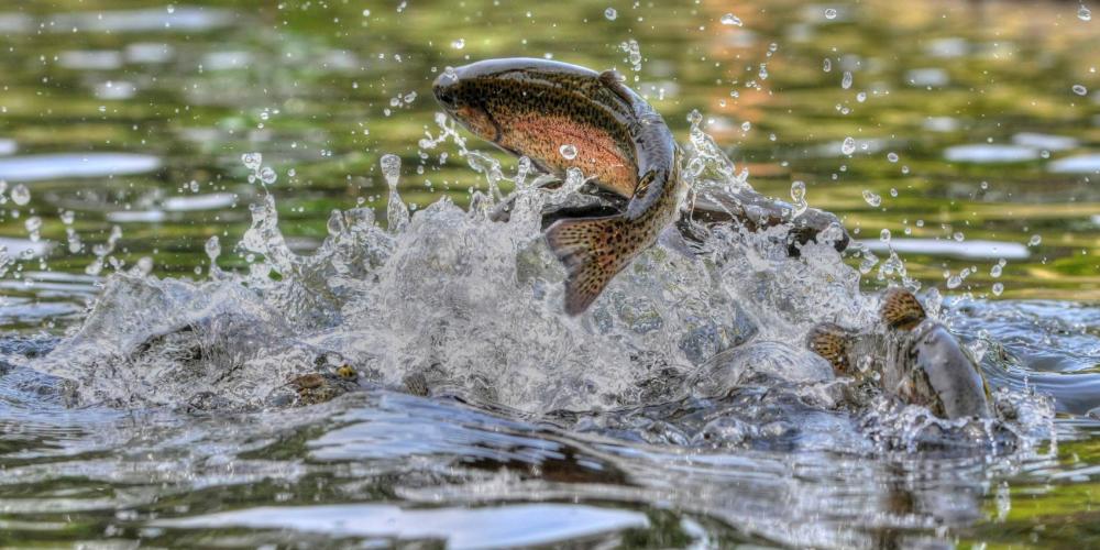 Poisson à Veuxhaulles-sur-Aube